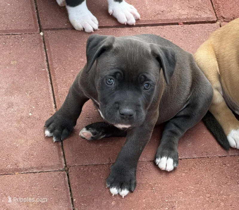 Panther-Girl – American Pit Bull Terrier puppy for sale in Palm Springs, CA