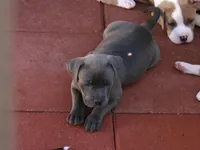 Panther-Girl, a female American Pit Bull Terrier for sale in Palm Springs, CA – Photo 3 of 7