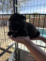 Lucy-Girl, a female American Pit Bull Terrier for sale in Palm Springs, CA – Photo 4 of 7