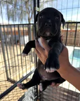 Lucy-Girl, a female American Pit Bull Terrier for sale in Palm Springs, CA – Photo 3 of 7