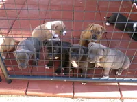 Lucy-Girl, a female American Pit Bull Terrier for sale in Palm Springs, CA – Photo 5 of 7