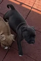 Lucy-Girl, a female American Pit Bull Terrier for sale in Palm Springs, CA – Photo 2 of 7