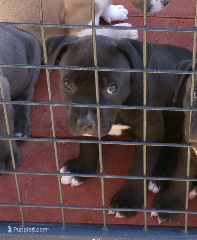 Lucy-Girl – American Pit Bull Terrier puppy for sale in Palm Springs, CA