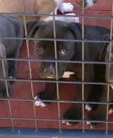 Lucy-Girl, a female American Pit Bull Terrier for sale in Palm Springs, CA – Photo 1 of 7