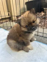 Nova, a female Pomeranian for sale in San Luis Obispo, CA – Photo 1 of 5