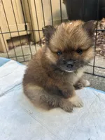 Nova, a female Pomeranian for sale in San Luis Obispo, CA – Photo 2 of 5