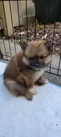 Nova, a female Pomeranian for sale in San Luis Obispo, CA – Photo 4 of 5