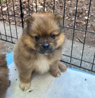Charlie , a male Pomeranian for sale in San Luis Obispo, CA – Photo 1 of 8