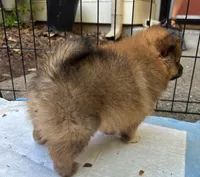 Charlie , a male Pomeranian for sale in San Luis Obispo, CA – Photo 6 of 8