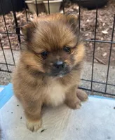 Charlie , a male Pomeranian for sale in San Luis Obispo, CA – Photo 2 of 8