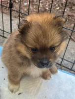 Charlie , a male Pomeranian for sale in San Luis Obispo, CA – Photo 3 of 8