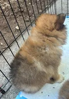 Charlie , a male Pomeranian for sale in San Luis Obispo, CA – Photo 4 of 8