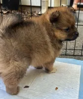 Charlie , a male Pomeranian for sale in San Luis Obispo, CA – Photo 7 of 8