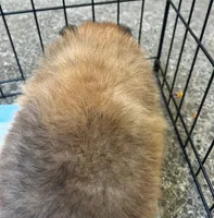 Charlie , a male Pomeranian for sale in San Luis Obispo, CA – Photo 5 of 8