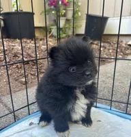 Sammy, a female Pomeranian for sale in San Luis Obispo, CA – Photo 6 of 6