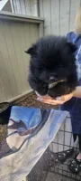 Sammy, a female Pomeranian for sale in San Luis Obispo, CA – Photo 4 of 6