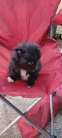 Sammy, a female Pomeranian for sale in San Luis Obispo, CA – 7 of 8
