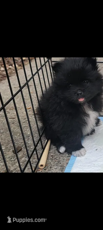 Sammy – Pomeranian puppy for sale in San Luis Obispo, CA
