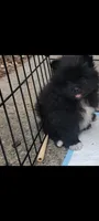Sammy, a female Pomeranian for sale in San Luis Obispo, CA – Photo 1 of 6