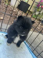 Sammy, a female Pomeranian for sale in San Luis Obispo, CA – Photo 5 of 6