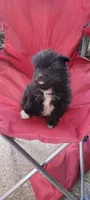Sammy, a female Pomeranian for sale in San Luis Obispo, CA – 8 of 8