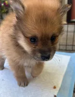 Billy , a male Pomeranian for sale in San Luis Obispo, CA – Photo 2 of 6