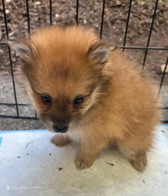 Billy  – Pomeranian puppy for sale in San Luis Obispo, CA