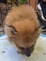 Billy , a male Pomeranian for sale in San Luis Obispo, CA – Photo 3 of 6