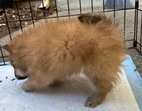 Billy , a male Pomeranian for sale in San Luis Obispo, CA – Photo 5 of 6