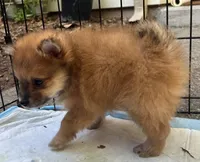 Billy , a male Pomeranian for sale in San Luis Obispo, CA – Photo 6 of 6