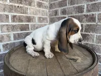 June, a female Basset Hound for sale in Republic, MO – 2 of 7