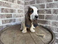 June, a female Basset Hound for sale in Republic, MO – 6 of 7