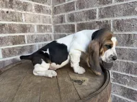 Benny, a male Basset Hound for sale in Republic, MO – 6 of 7