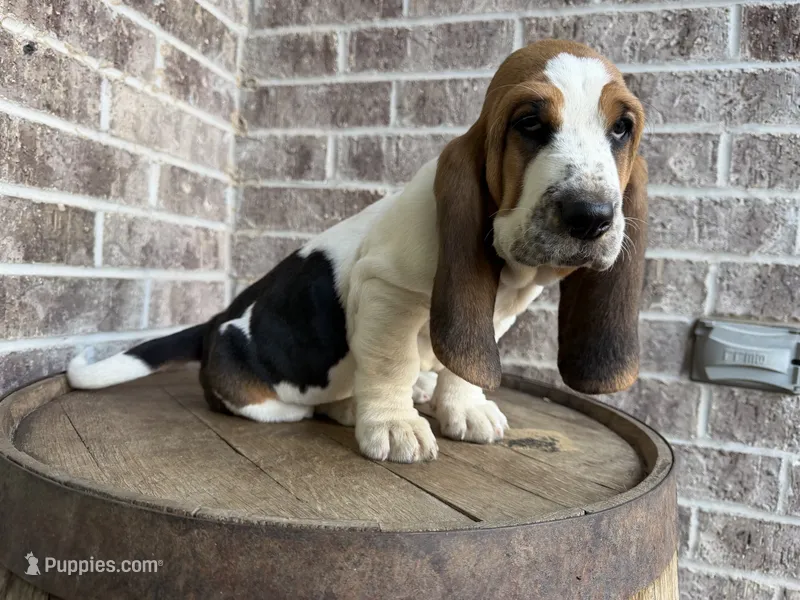 Benny - 100% Euro – Basset Hound puppy for sale in Republic, MO