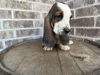 June, a female Basset Hound for sale in Republic, MO – 3 of 7