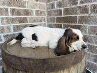 June, a female Basset Hound for sale in Republic, MO – 5 of 7