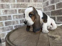 June, a female Basset Hound for sale in Republic, MO – 1 of 7
