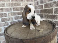 June, a female Basset Hound for sale in Republic, MO – 7 of 7
