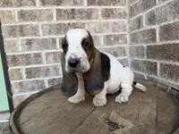 June, a female Basset Hound for sale in Republic, MO – 4 of 7