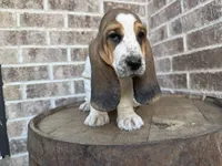 Benny, a male Basset Hound for sale in Republic, MO – 7 of 7