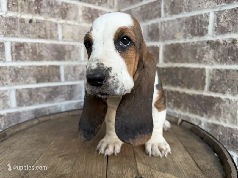 June - 100% Euro – Basset Hound puppy for sale in Republic, MO