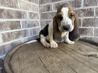 Benny, a male Basset Hound for sale in Republic, MO – 2 of 7