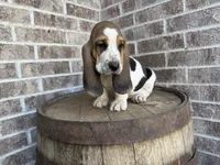 Benny, a male Basset Hound for sale in Republic, MO – 4 of 7