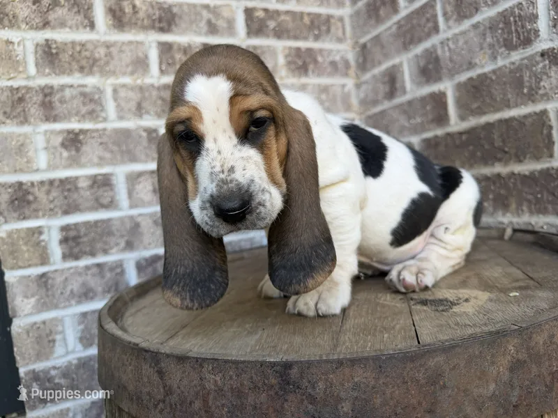 Benny – Basset Hound puppy for sale in Republic, MO