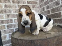 Benny, a male Basset Hound for sale in Republic, MO – 1 of 7