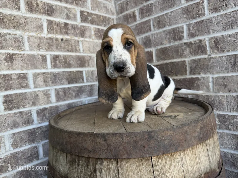 Benny - 100% Euro – Basset Hound puppy for sale in Republic, MO