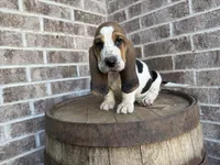 Benny, a male Basset Hound for sale in Republic, MO – 5 of 7