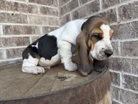 Benny, a male Basset Hound for sale in Republic, MO – 3 of 7