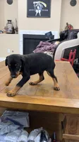 AKC registered Doberman black girl, a female Doberman Pinscher for sale in Chino Hills, CA – 2 of 7