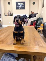 AKC registered Doberman black girl, a female Doberman Pinscher for sale in Chino Hills, CA – 5 of 7